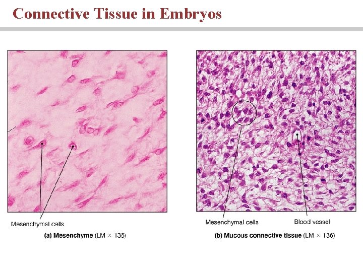 Connective Tissue in Embryos 
