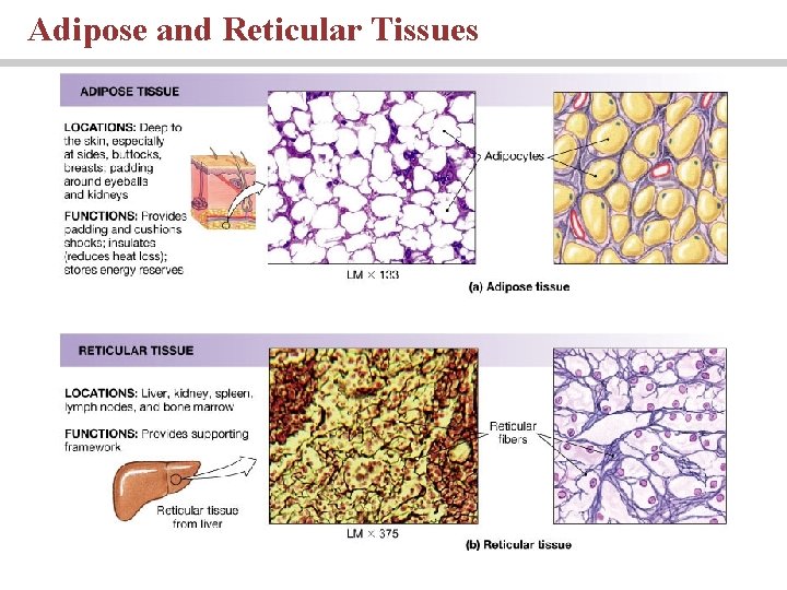 Adipose and Reticular Tissues 