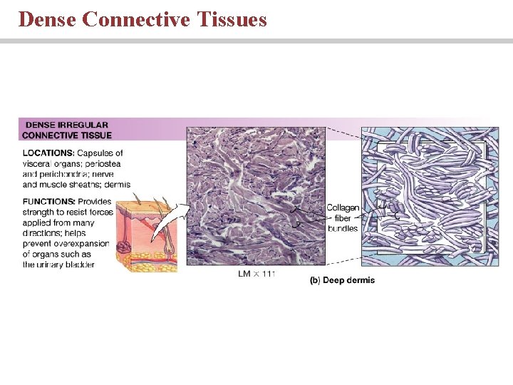 Dense Connective Tissues 