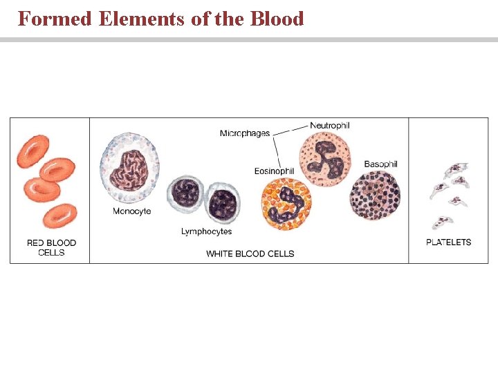 Formed Elements of the Blood 