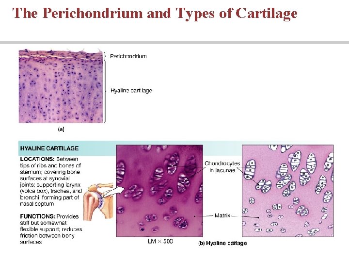 The Perichondrium and Types of Cartilage 