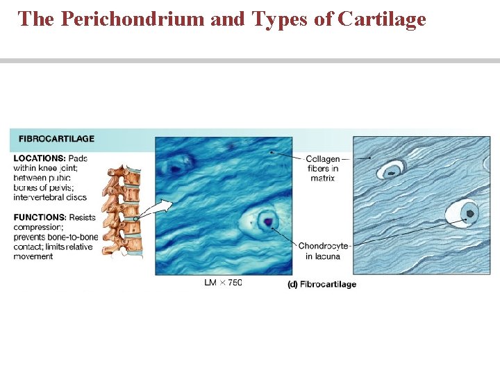The Perichondrium and Types of Cartilage 