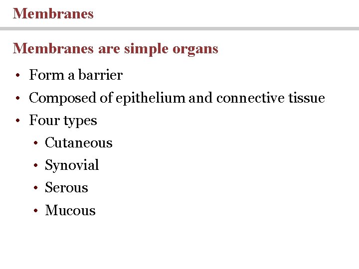 Membranes are simple organs • Form a barrier • Composed of epithelium and connective