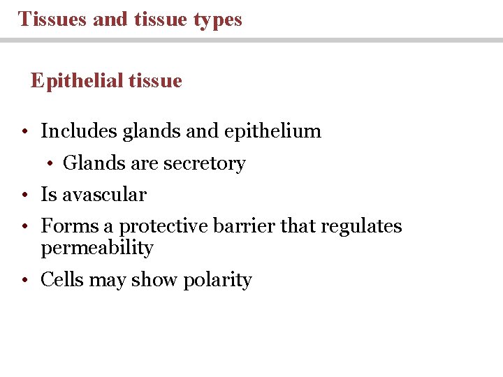 Tissues and tissue types Epithelial tissue • Includes glands and epithelium • Glands are