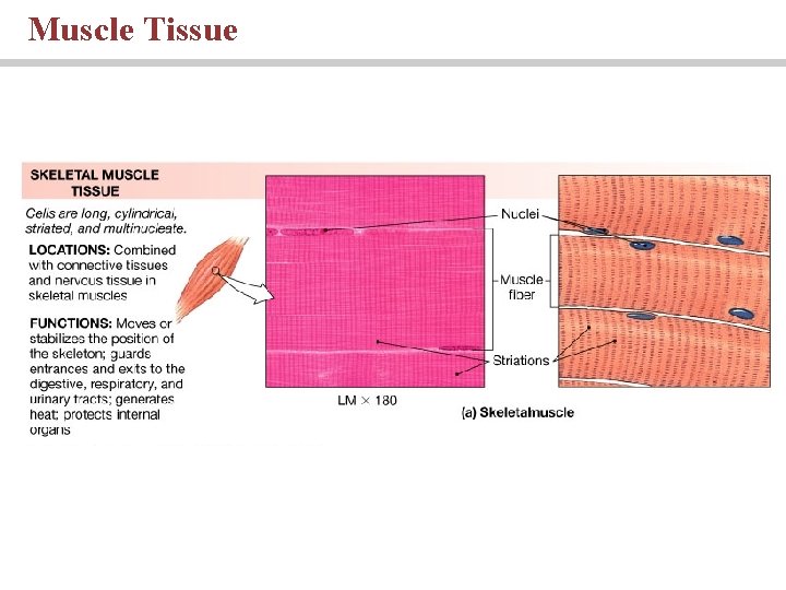 Muscle Tissue 