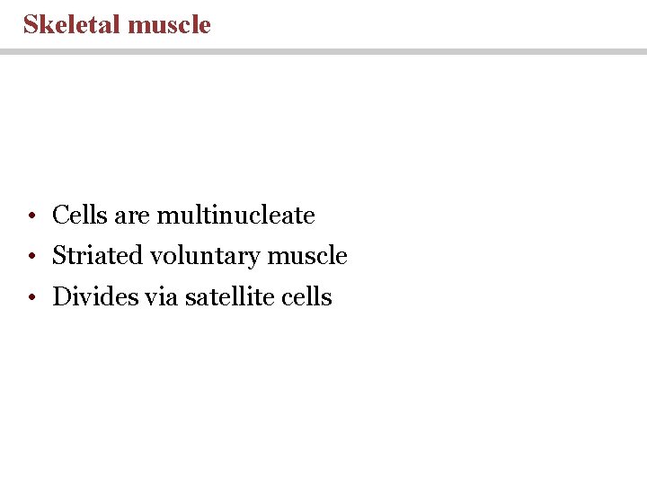 Skeletal muscle • Cells are multinucleate • Striated voluntary muscle • Divides via satellite