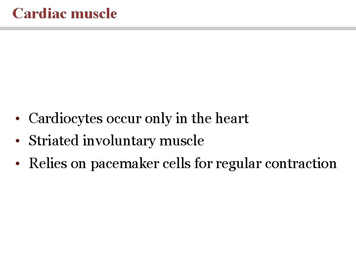 Cardiac muscle • Cardiocytes occur only in the heart • Striated involuntary muscle •
