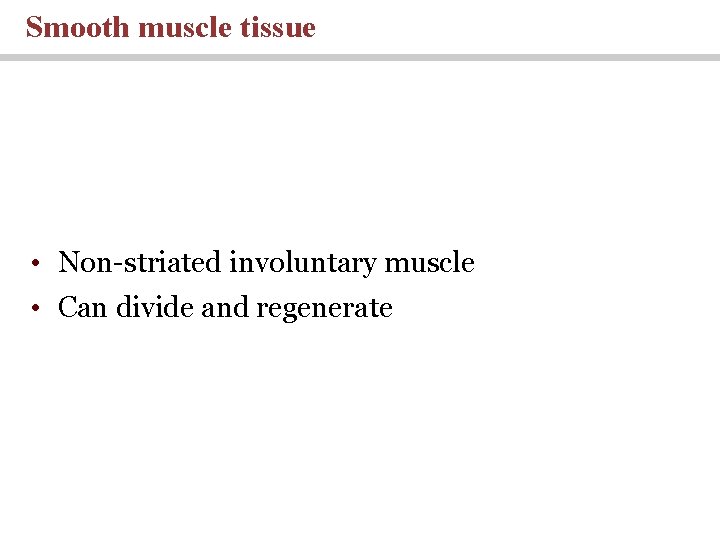 Smooth muscle tissue • Non-striated involuntary muscle • Can divide and regenerate 