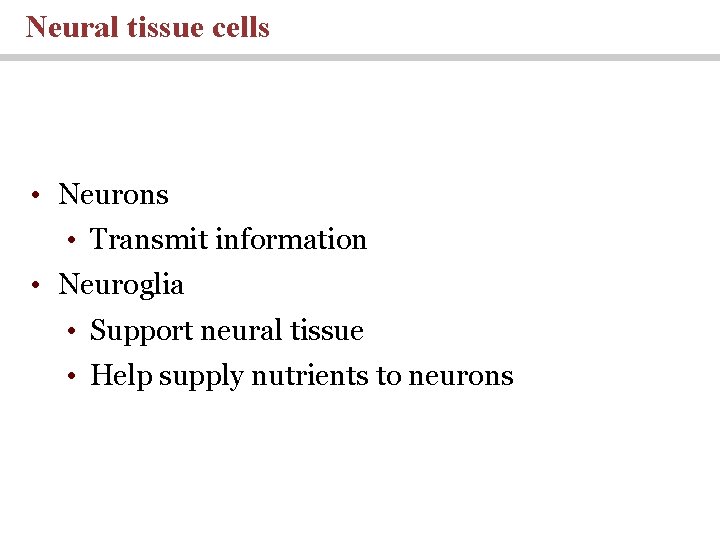 Neural tissue cells • Neurons • Transmit information • Neuroglia • Support neural tissue