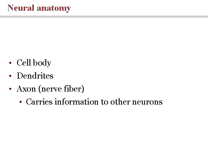 Neural anatomy • Cell body • Dendrites • Axon (nerve fiber) • Carries information