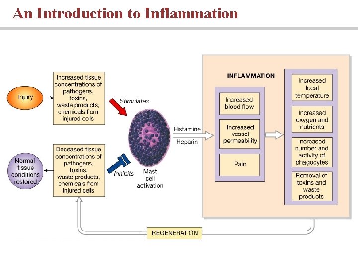 An Introduction to Inflammation 