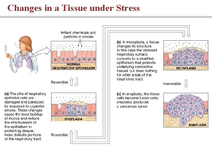 Changes in a Tissue under Stress 