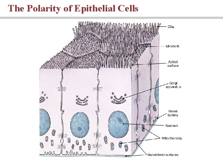 The Polarity of Epithelial Cells 