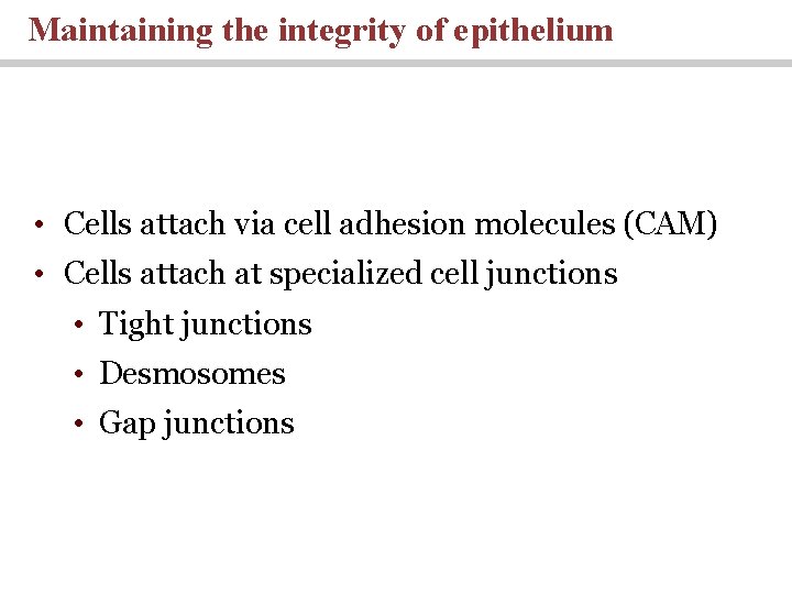 Maintaining the integrity of epithelium • Cells attach via cell adhesion molecules (CAM) •