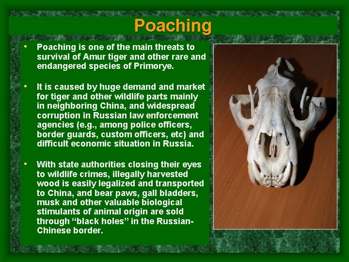 Poaching • Poaching is one of the main threats to survival of Amur tiger