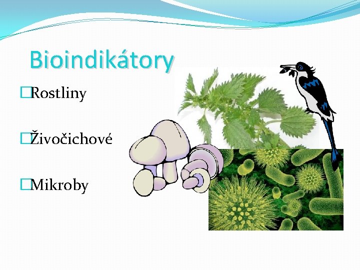 Bioindikátory �Rostliny �Živočichové �Mikroby 