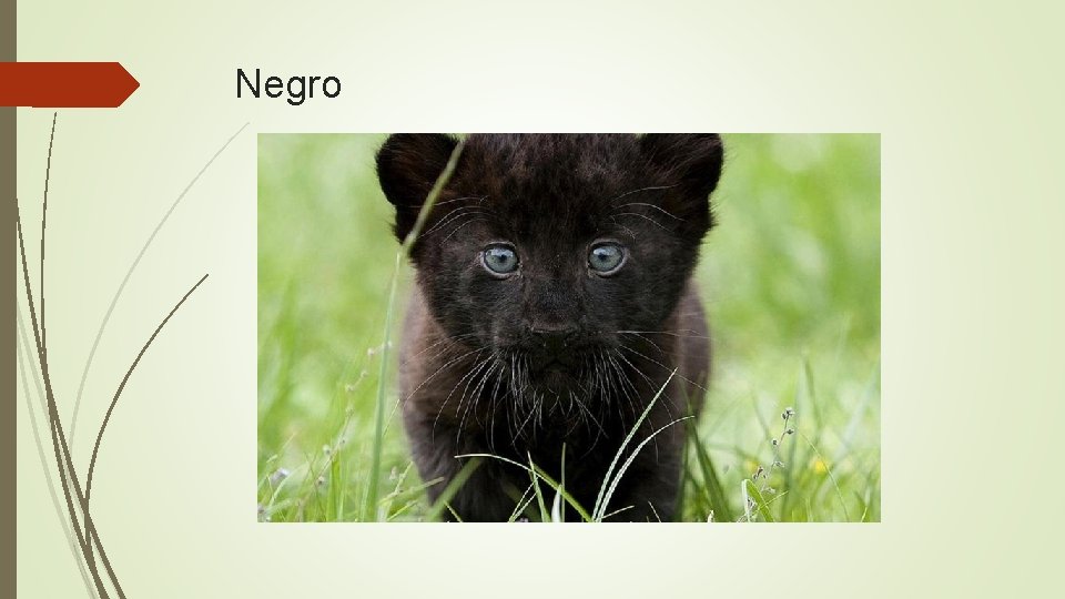 Negro 