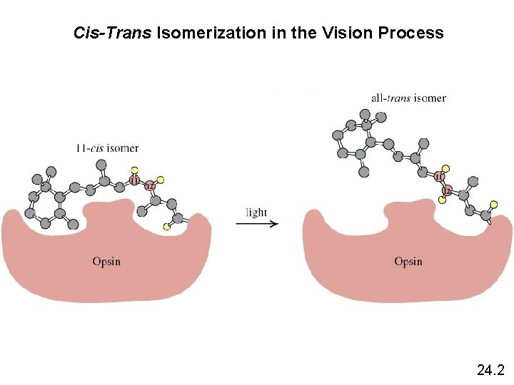 Cis-Trans Isomerization in the Vision Process 24. 2 