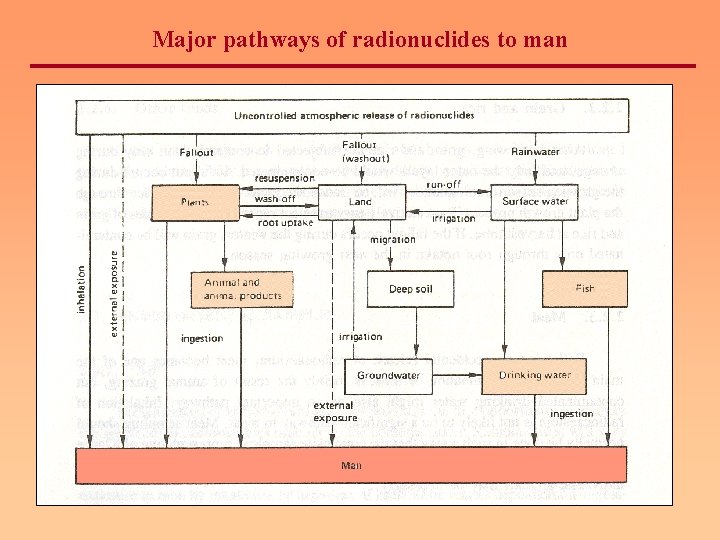 Major pathways of radionuclides to man 