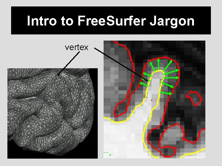Intro to Free. Surfer Jargon vertex 