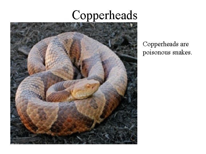 Copperheads are poisonous snakes. 