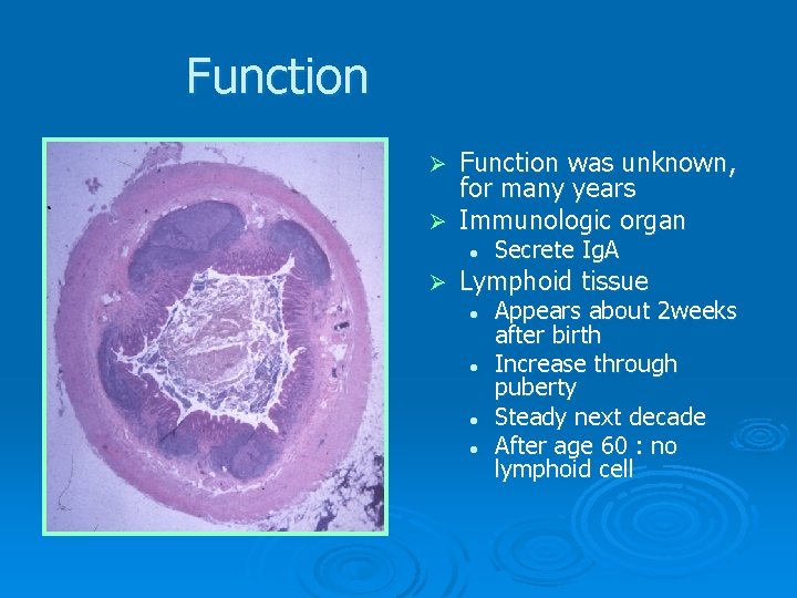 Function was unknown, for many years Ø Immunologic organ Ø l Ø Secrete Ig. Function was unknown, for many years Ø Immunologic organ Ø l Ø Secrete Ig.