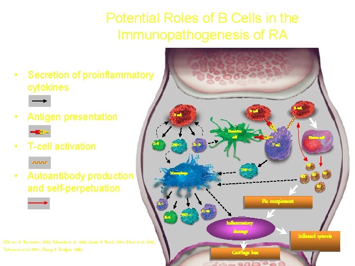 Potential Roles of B Cells in the Immunopathogenesis of RA • Secretion of proinflammatory Potential Roles of B Cells in the Immunopathogenesis of RA • Secretion of proinflammatory