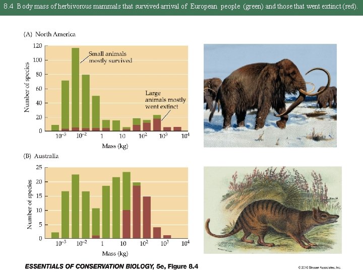8. 4 Body mass of herbivorous mammals that survived arrival of European people (green)