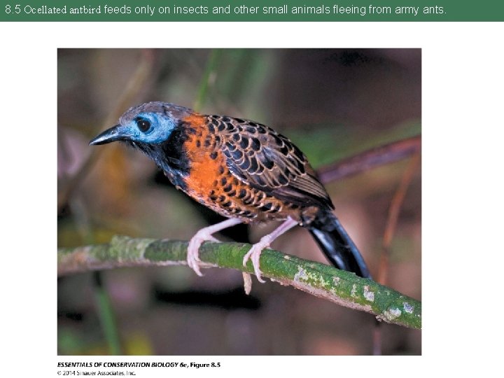 8. 5 Ocellated antbird feeds only on insects and other small animals fleeing from