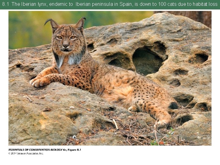 8. 1 The Iberian lynx, endemic to Iberian peninsula in Spain, is down to