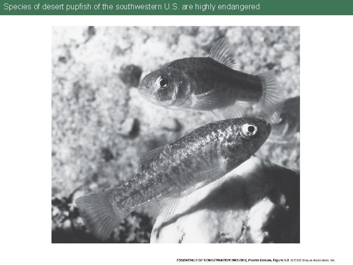 Species of desert pupfish of the southwestern U. S. are highly endangered 