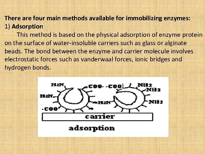 There are four main methods available for immobilizing enzymes: 1) Adsorption This method is