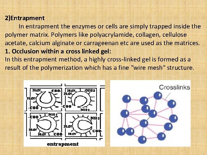 2)Entrapment In entrapment the enzymes or cells are simply trapped inside the polymer matrix.