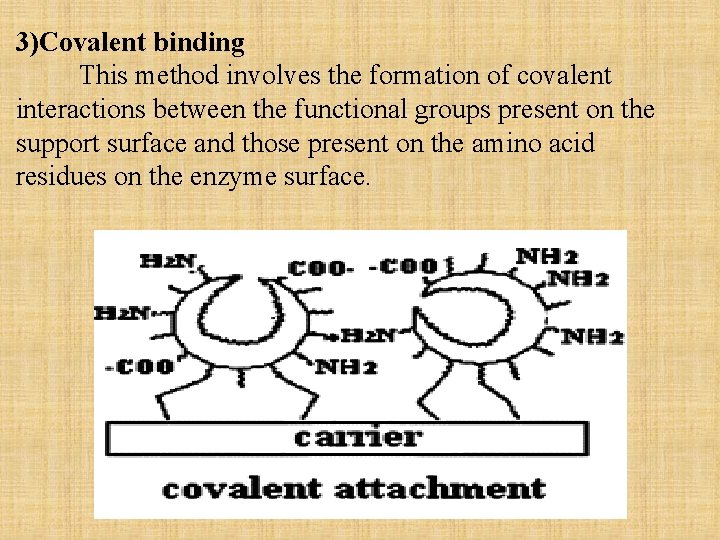 3)Covalent binding This method involves the formation of covalent interactions between the functional groups