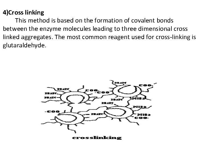 4)Cross linking This method is based on the formation of covalent bonds between the