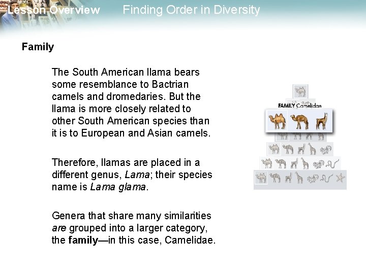 Lesson Overview Finding Order in Diversity Family The South American llama bears some resemblance