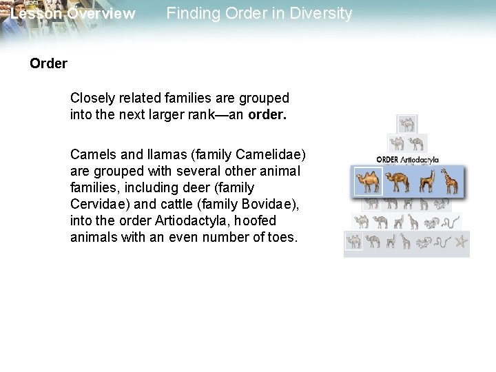 Lesson Overview Finding Order in Diversity Order Closely related families are grouped into the