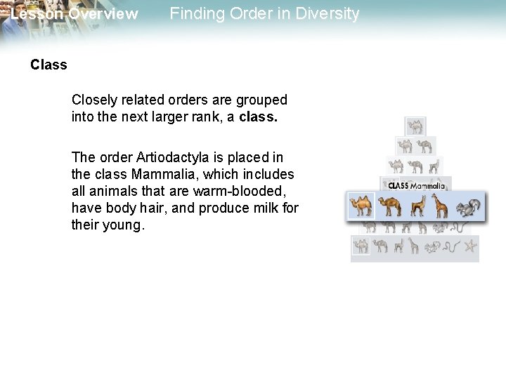 Lesson Overview Finding Order in Diversity Class Closely related orders are grouped into the