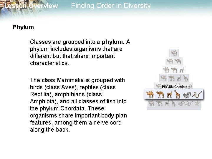 Lesson Overview Finding Order in Diversity Phylum Classes are grouped into a phylum. A