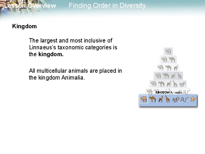Lesson Overview Finding Order in Diversity Kingdom The largest and most inclusive of Linnaeus’s