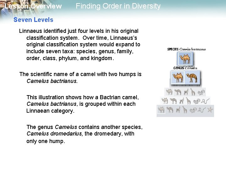 Lesson Overview Finding Order in Diversity Seven Levels Linnaeus identified just four levels in