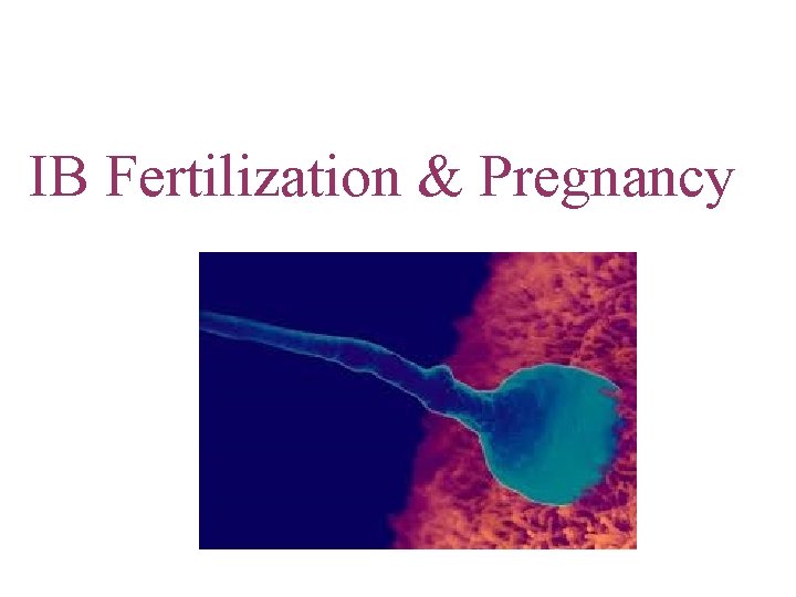 IB Fertilization & Pregnancy 