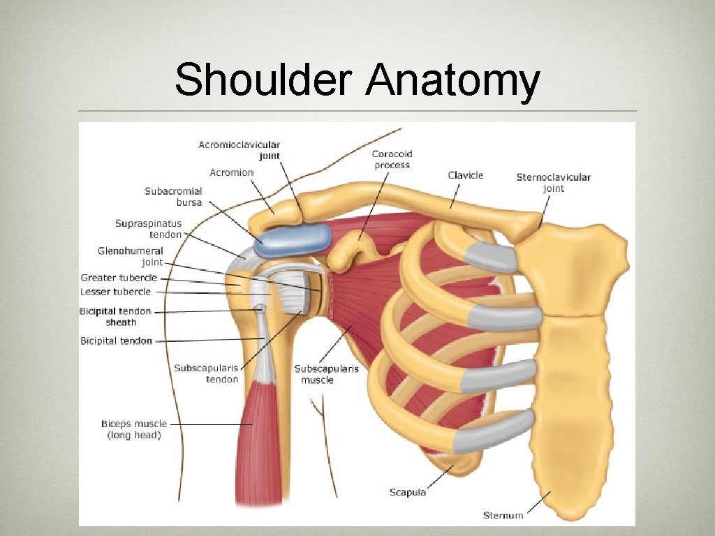 Shoulder Anatomy 