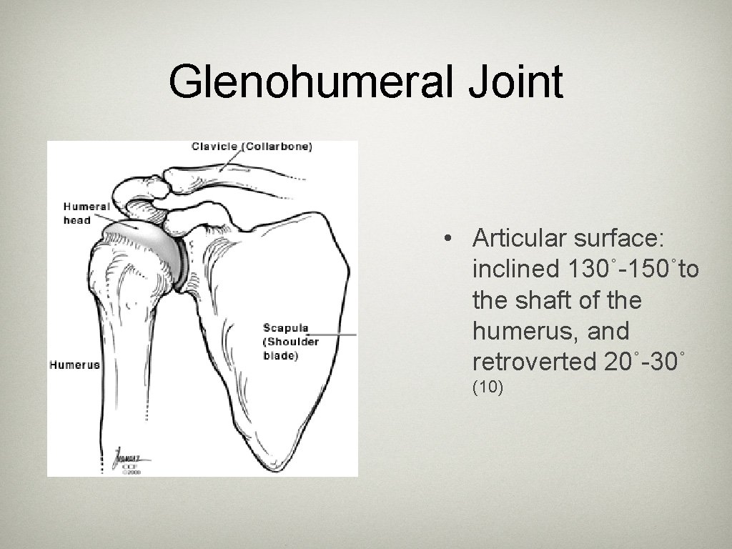Glenohumeral Joint • Articular surface: inclined 130˚-150˚to the shaft of the humerus, and retroverted