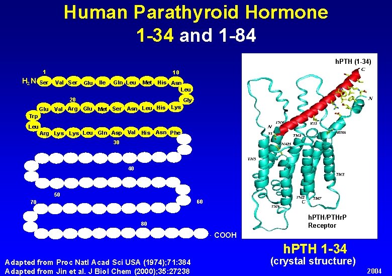 Human Parathyroid Hormone 1 -34 and 1 -84 h. PTH (1 -34) 1 H