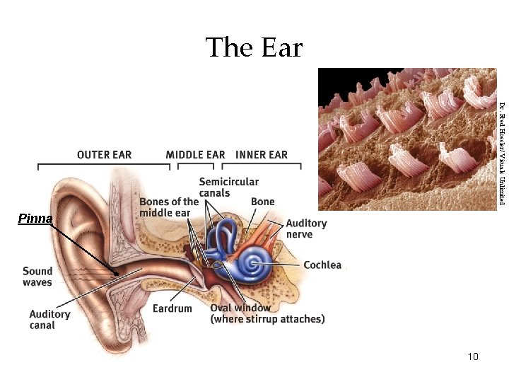 The Ear Dr. Fred Hossler/ Visuals Unlimited Pinna 10 