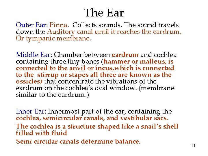 The Ear Outer Ear: Pinna. Collects sounds. The sound travels down the Auditory canal