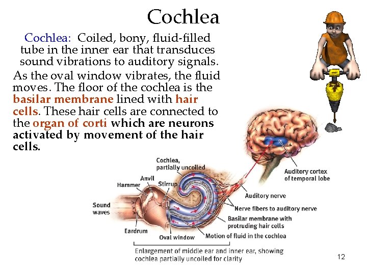 Cochlea: Coiled, bony, fluid-filled tube in the inner ear that transduces sound vibrations to