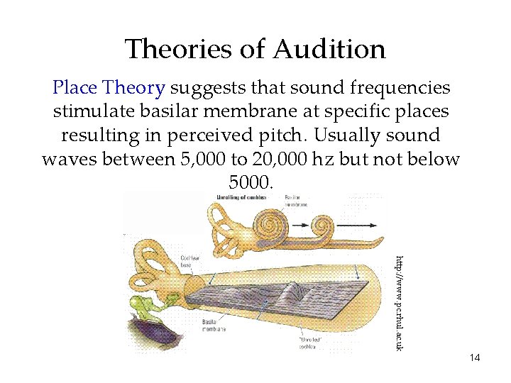 Theories of Audition Place Theory suggests that sound frequencies stimulate basilar membrane at specific