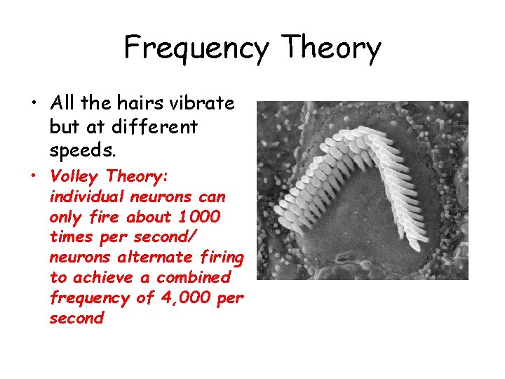 Frequency Theory • All the hairs vibrate but at different speeds. • Volley Theory: